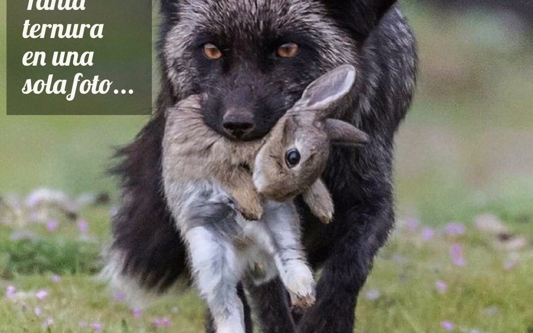 TERNURA Y NATURALEZA PURA